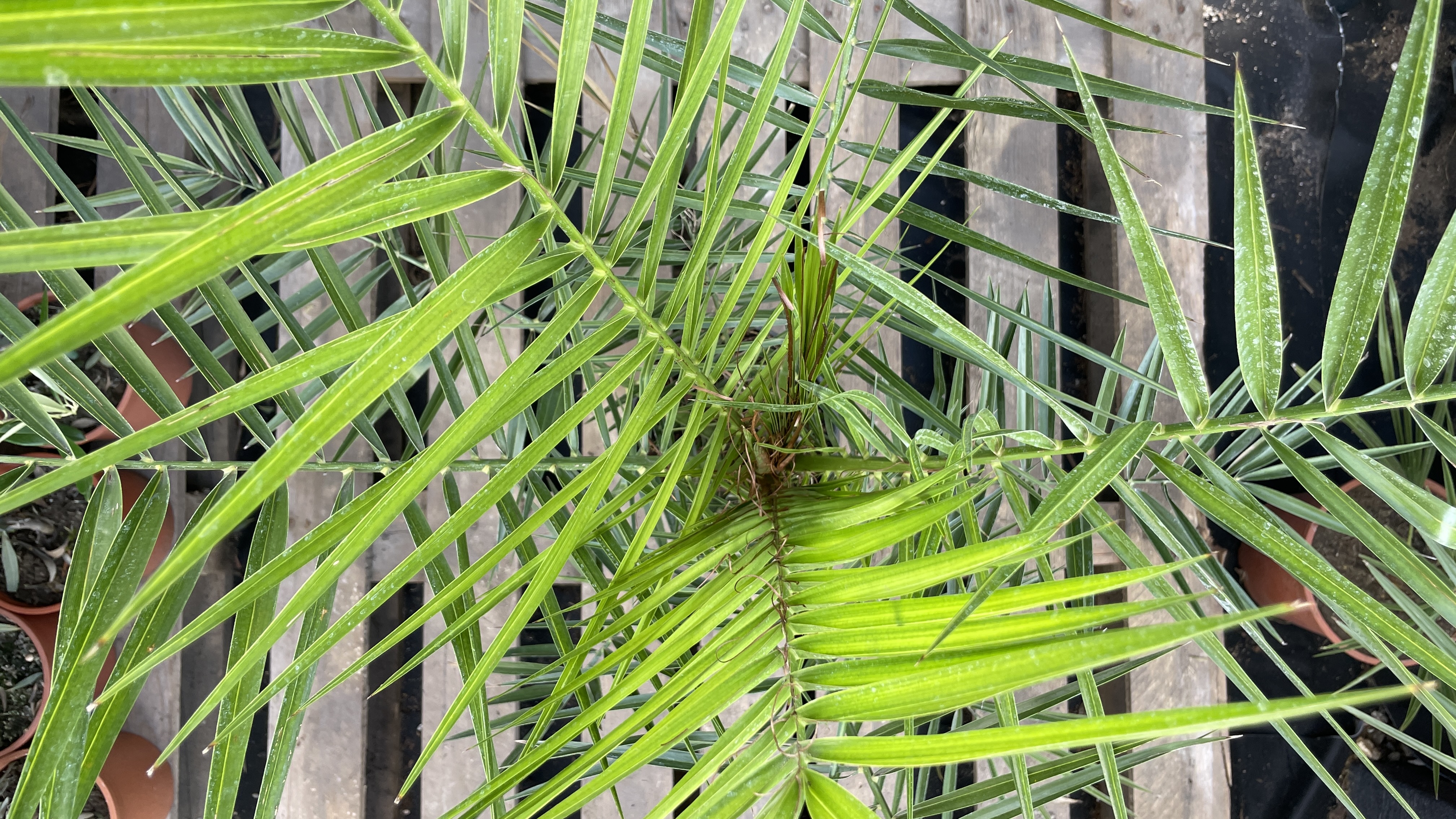 Phoenix canariensis Kanarische Dattelpalme 110-120cm