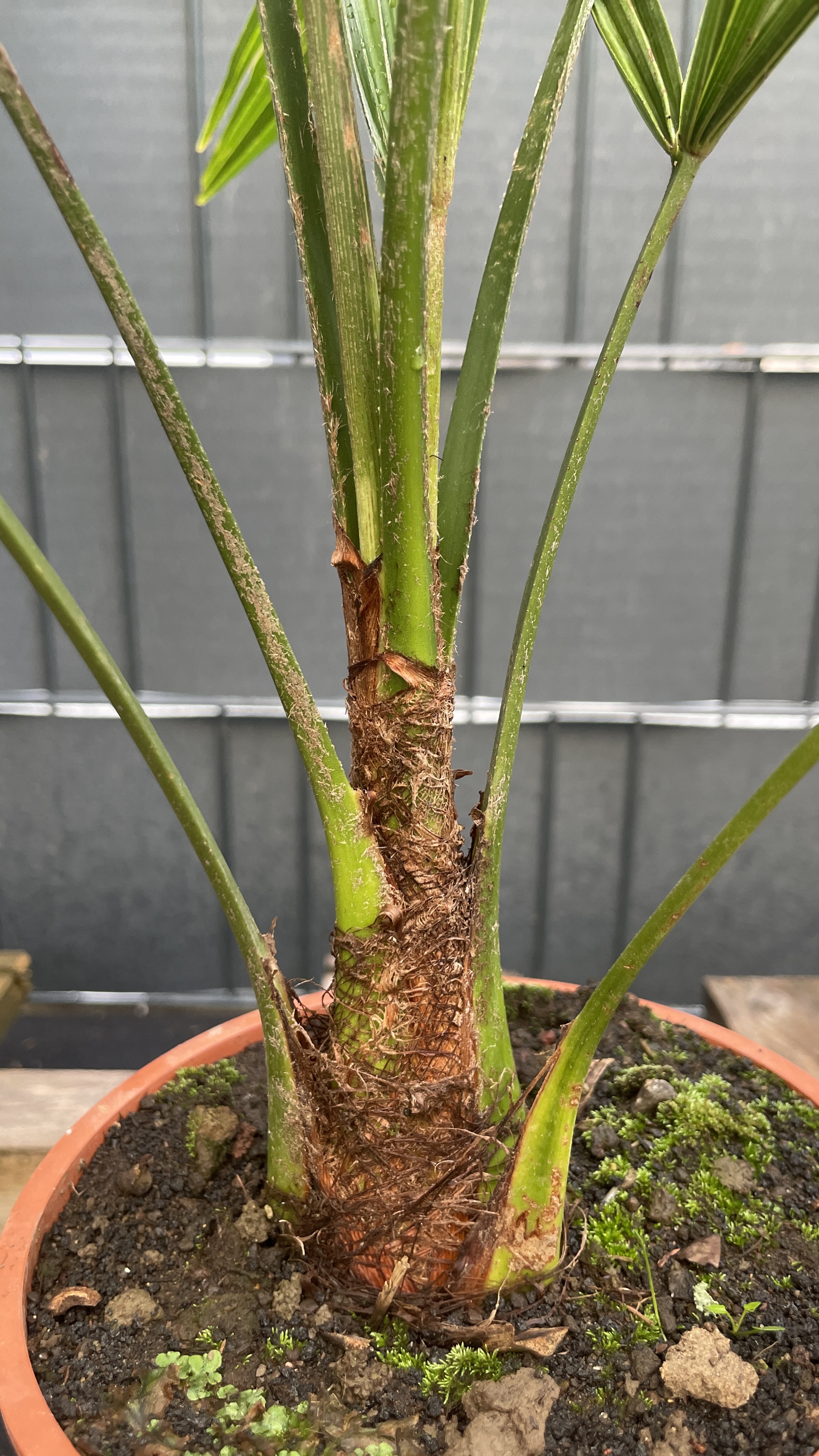 Trachycarpus fortunei Chinesische Hanfpalme 40-45cm