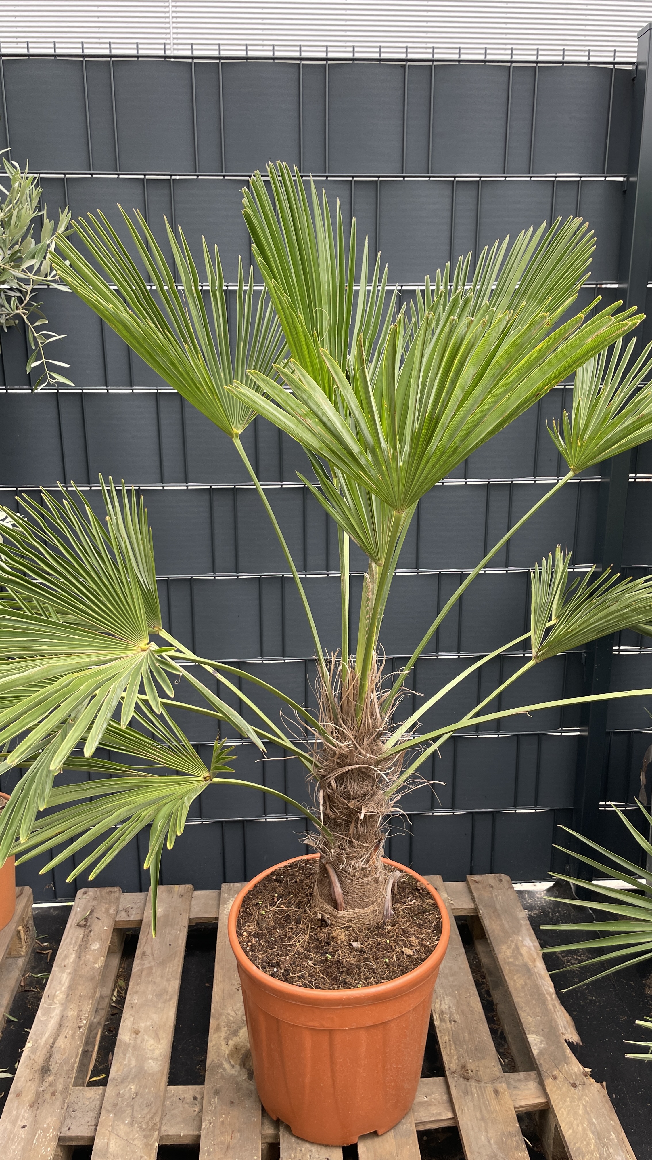 Trachycarpus wagnerianus - Wagners Hanfpalme 140-150cm