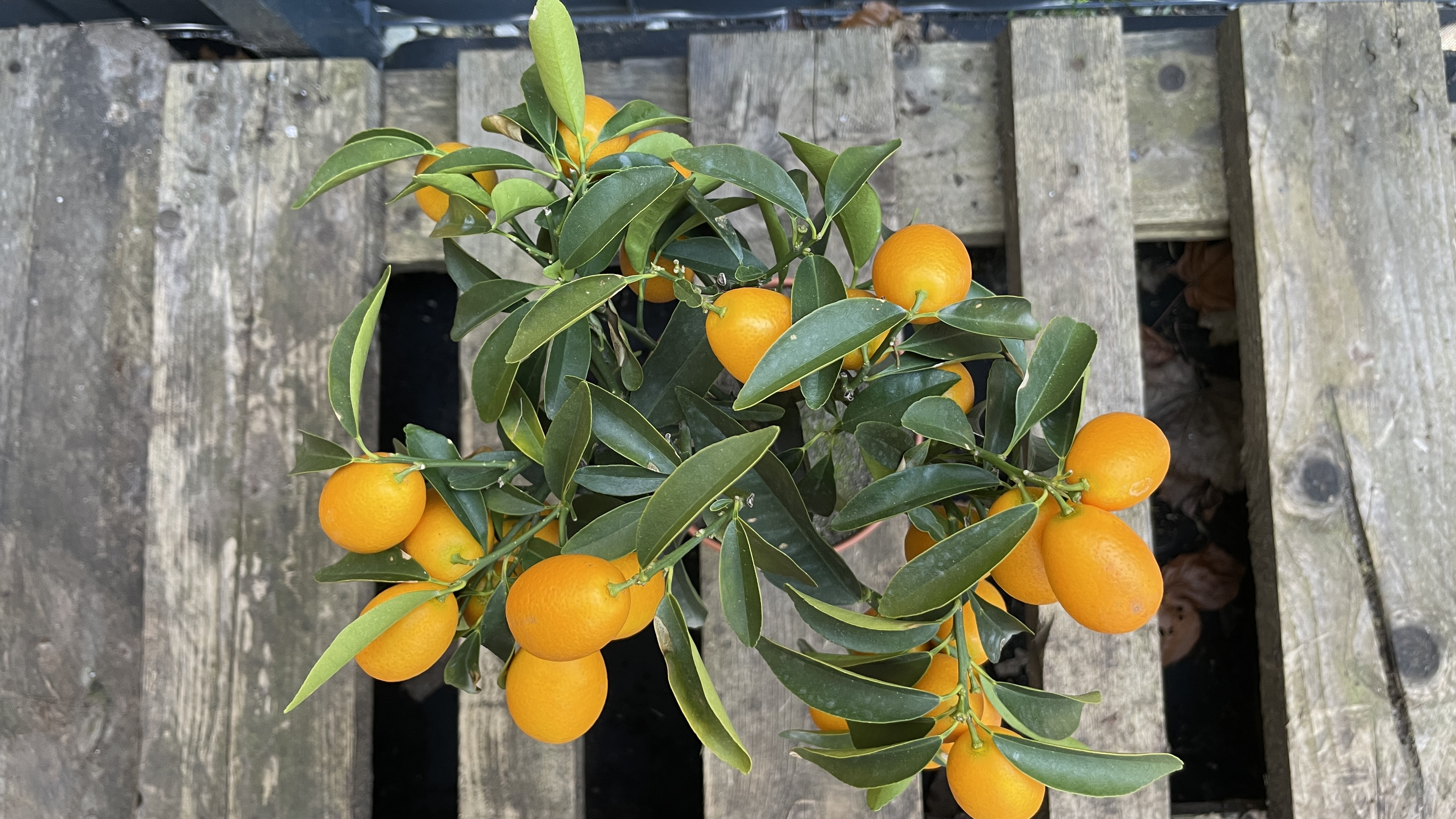 Fortunella margarita Kumquat Zwergorange 40-50cm