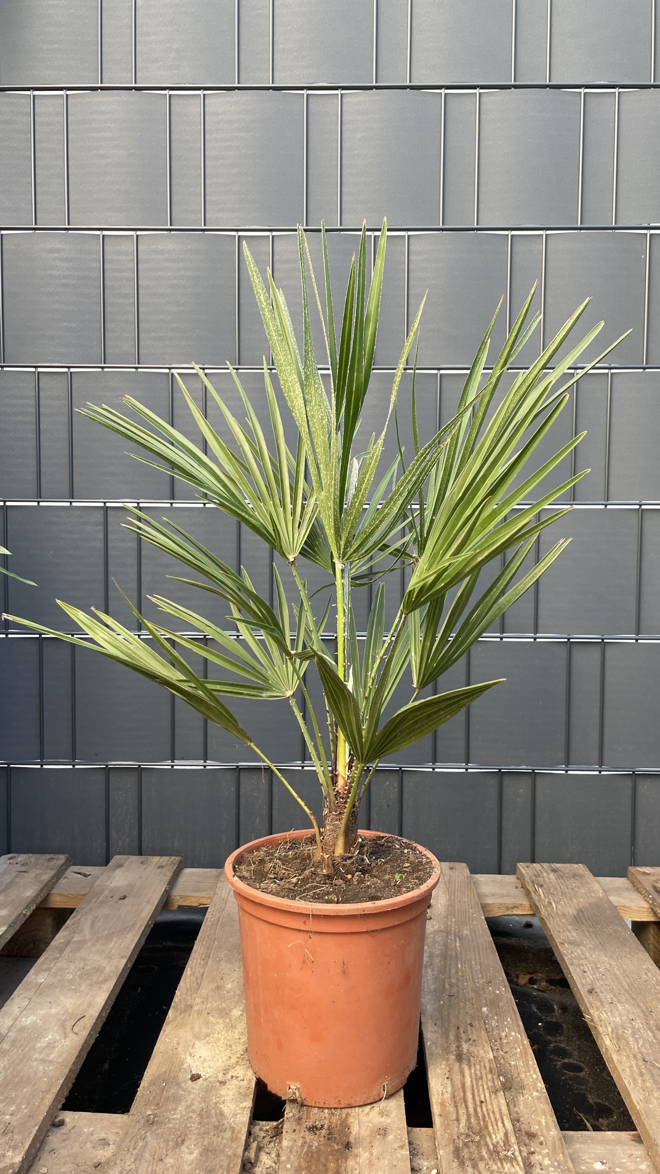 Chamaerops humilis - Zwergpalme 60-75cm