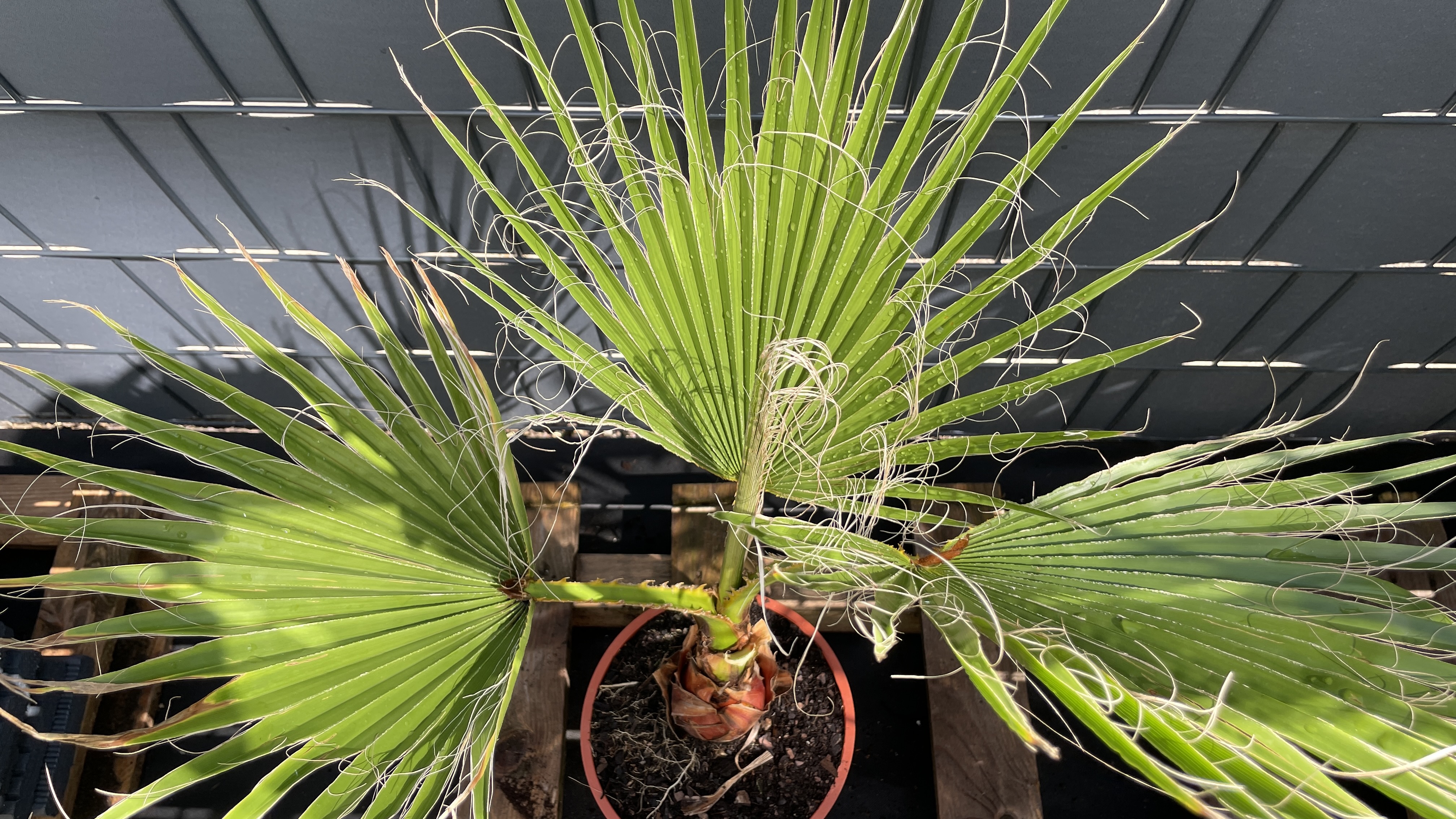 Washingtonia robusta Mexikanische Fächerpalme 70-80cm