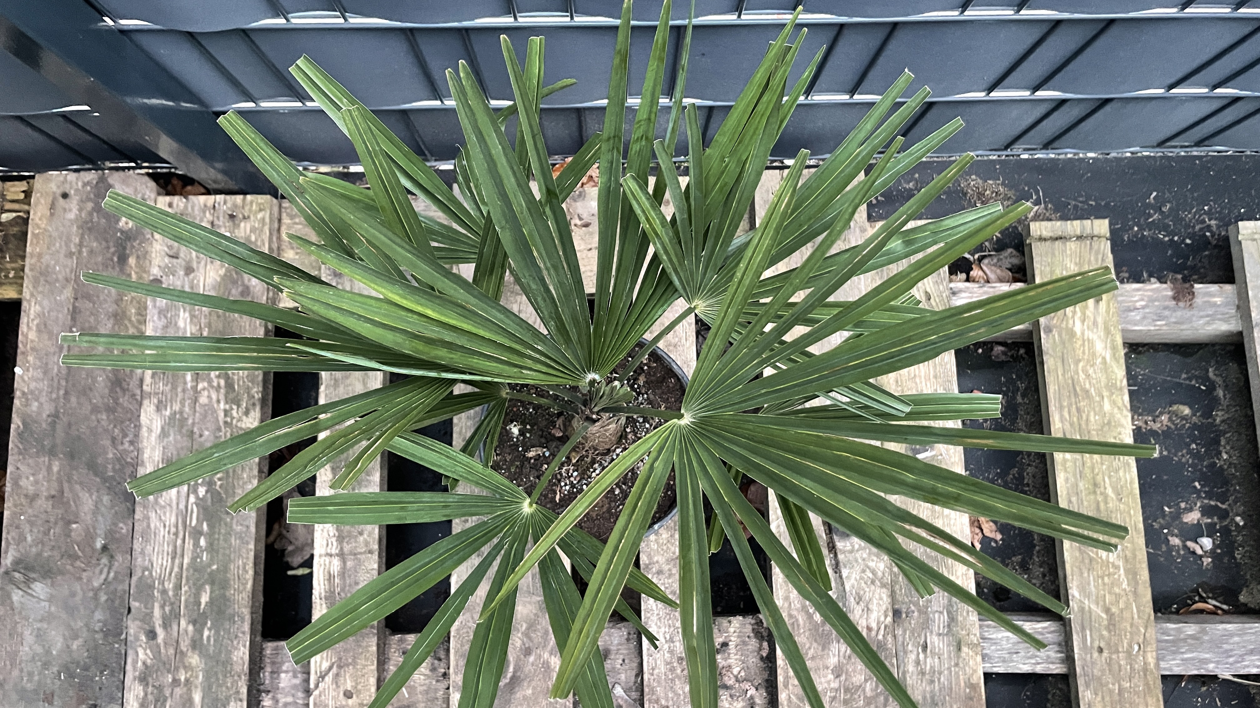 Trachycarpus fortunei Chinesische Hanfpalme 60-70cm