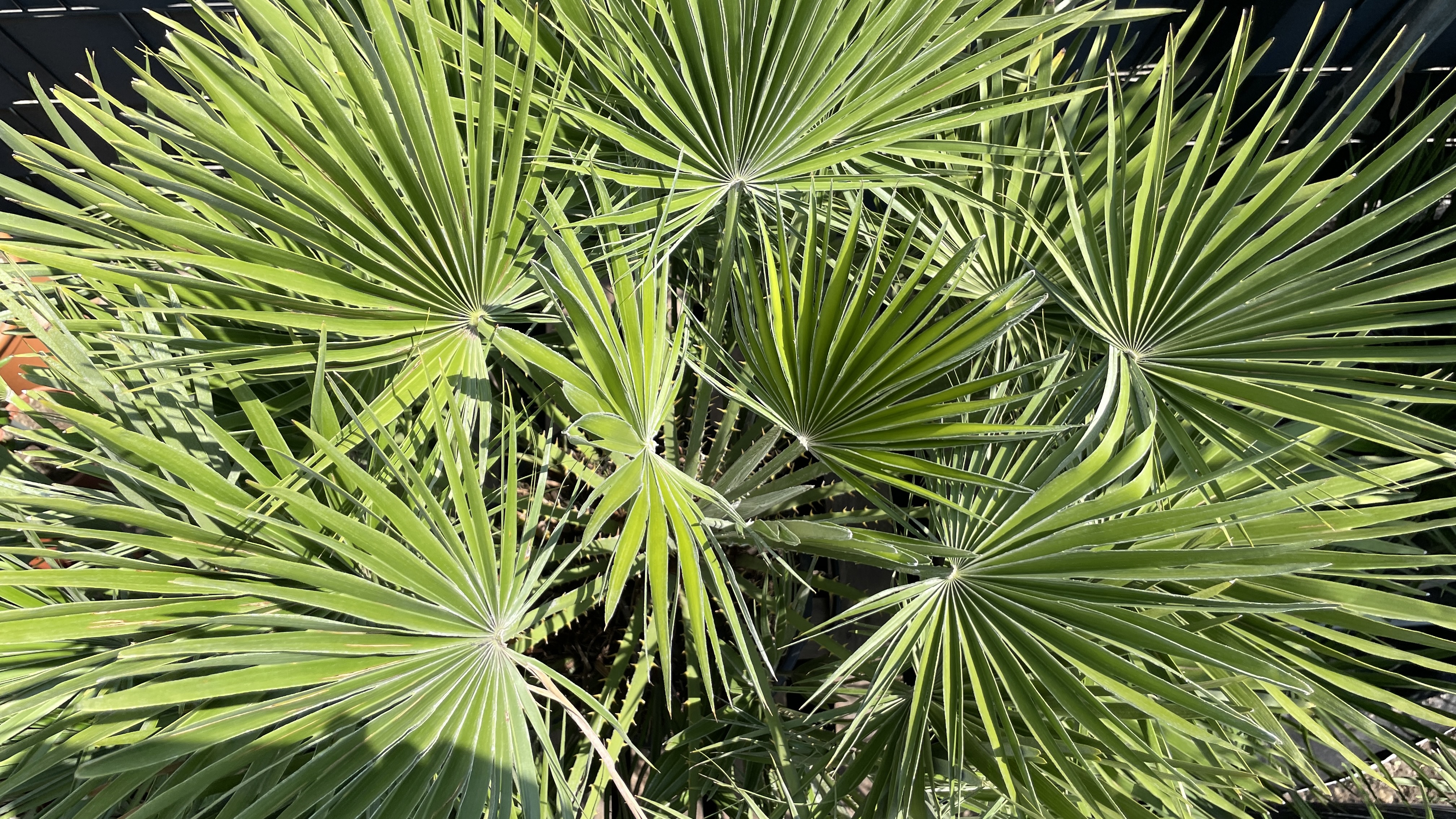 Chamaerops humilis vs. vulcano - Zwergpalme Kreuzung 125cm