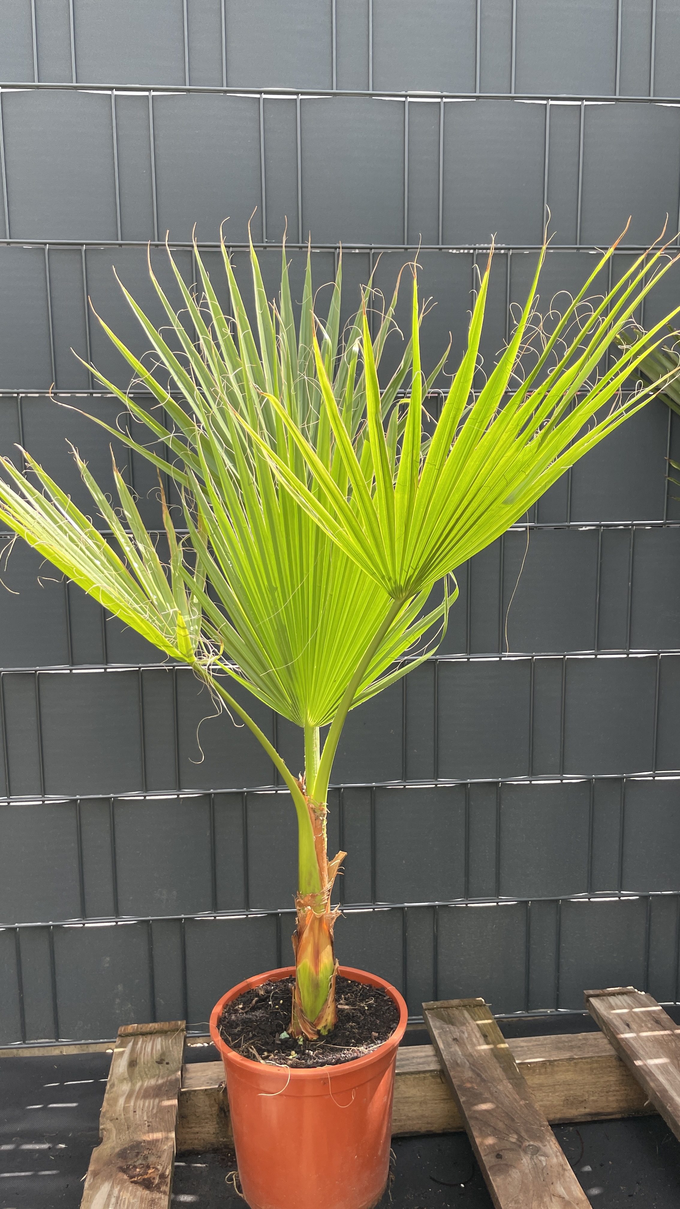 Washingtonia robusta Mexikanische Fächerpalme 85-100cm