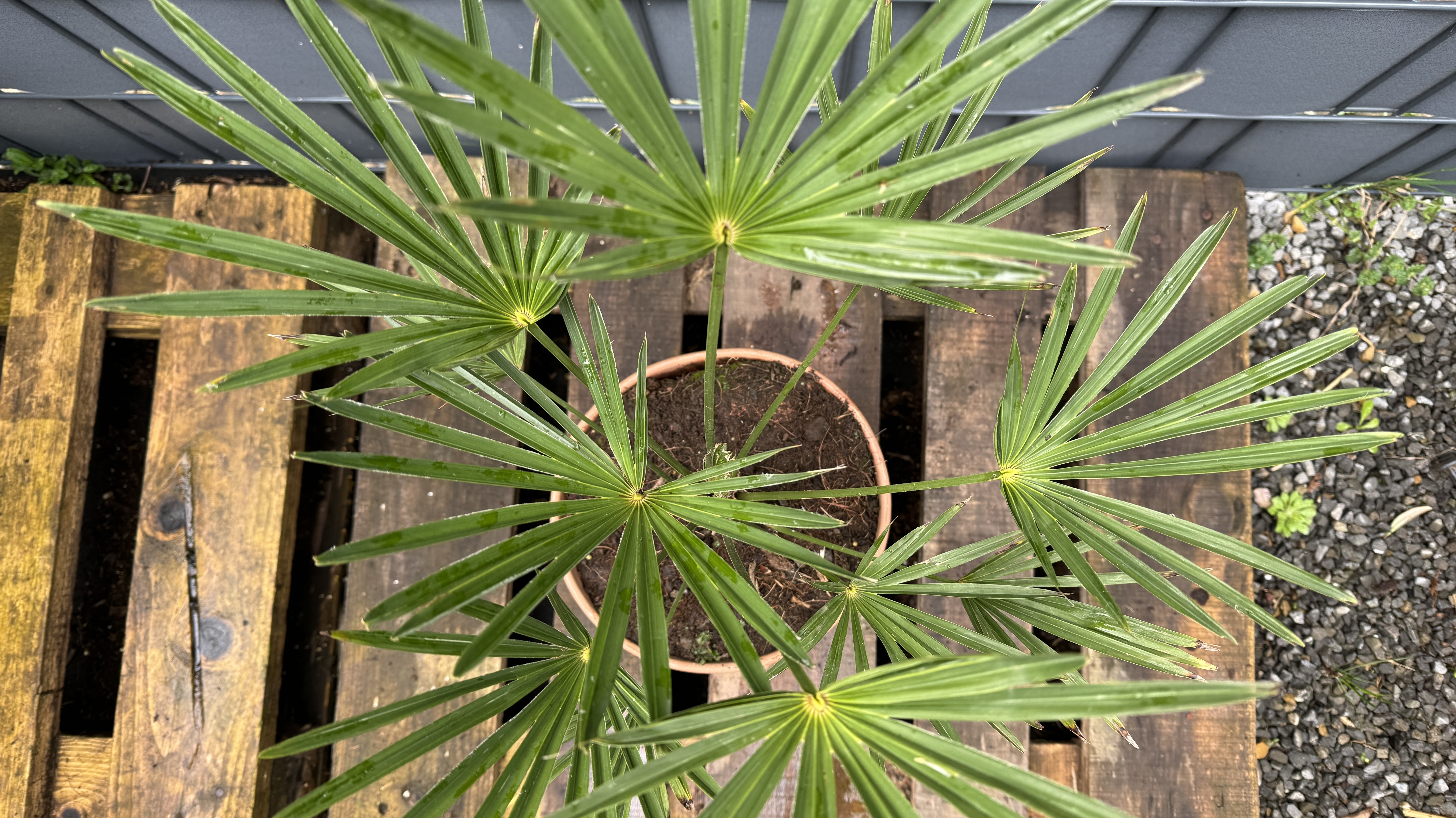 Trachycarpus wagnerianus - Wagners Hanfpalme 65-75cm