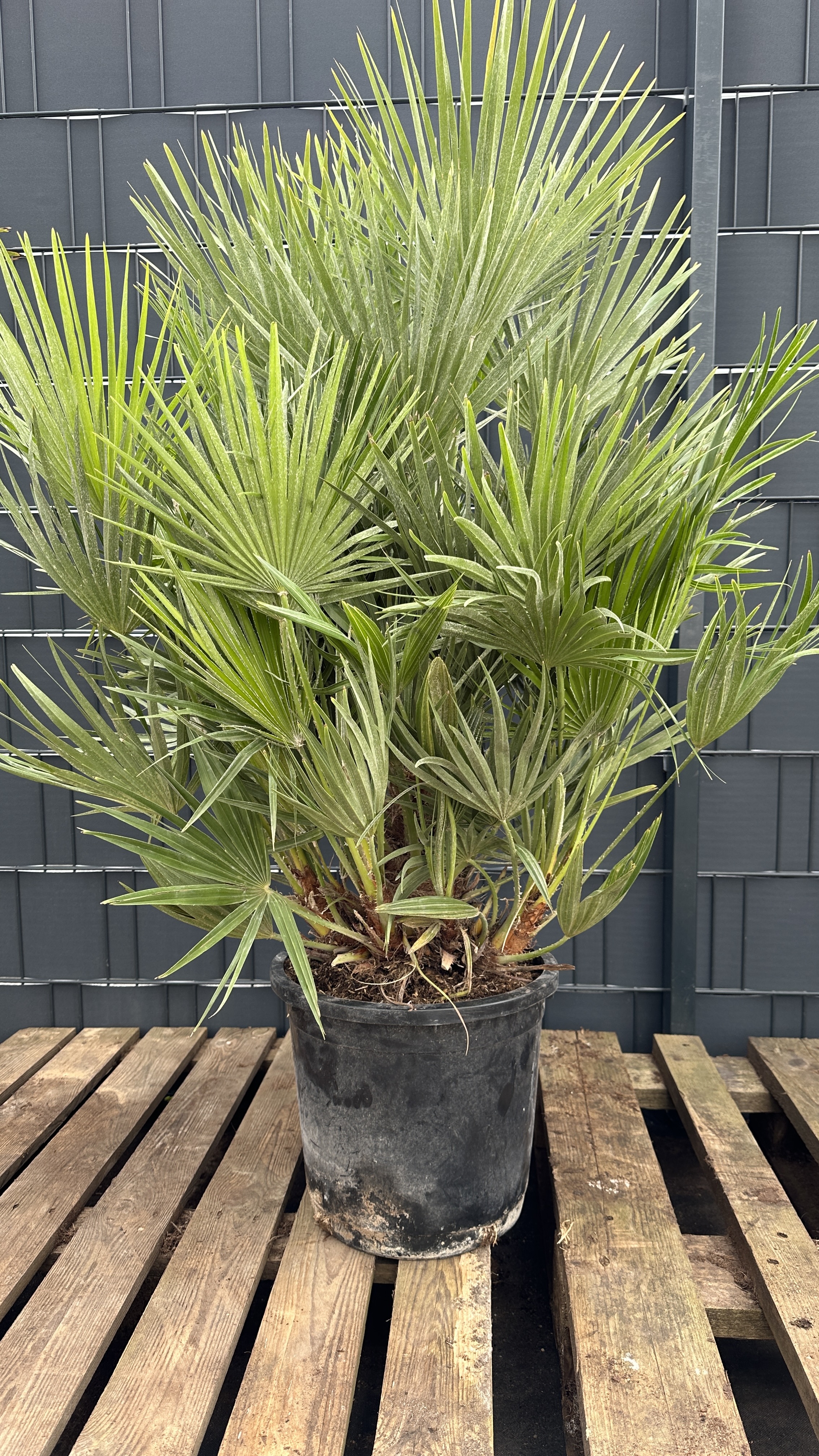 Chamaerops humilis - Zwergpalme 110-130cm