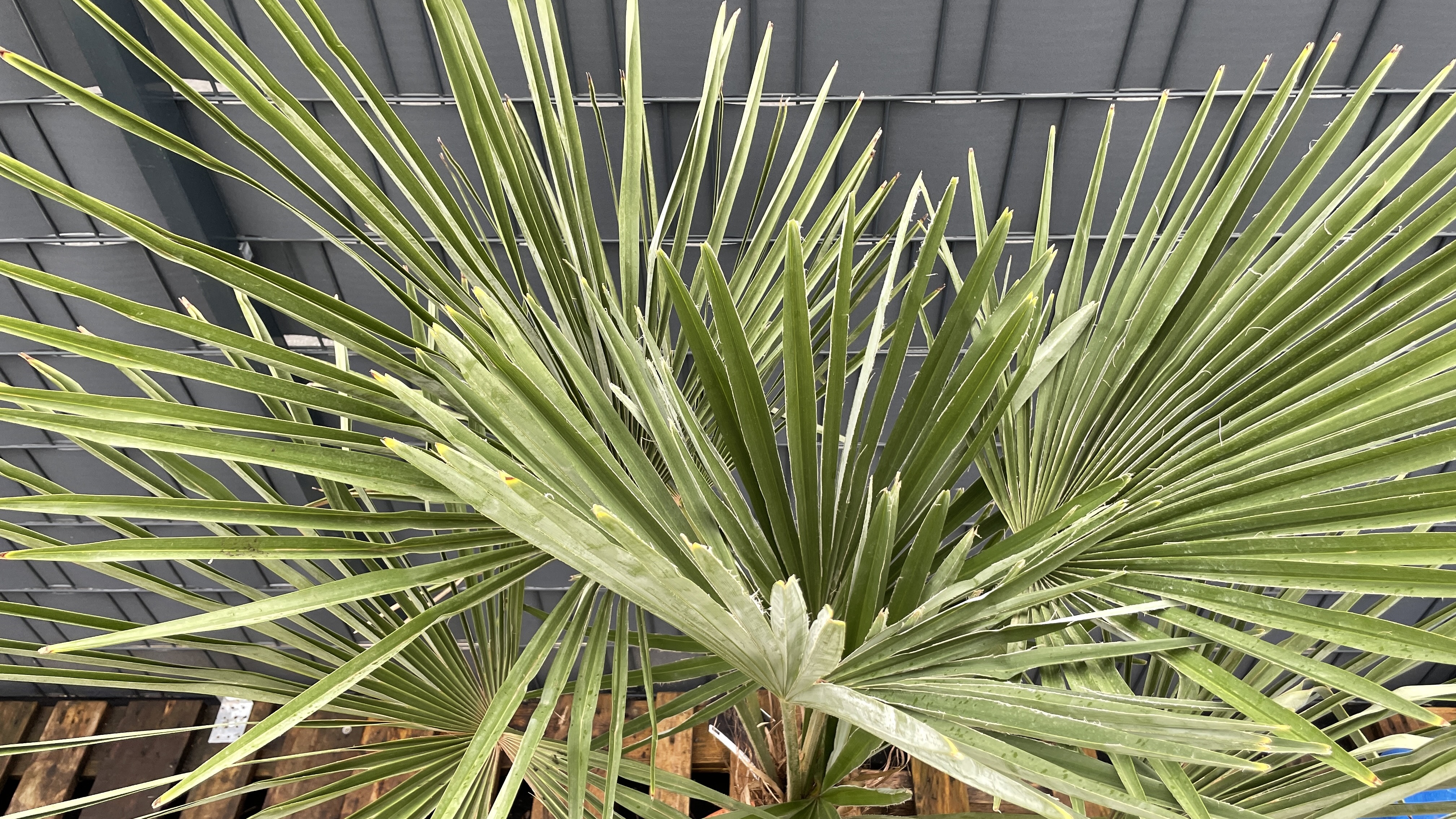 Trachycarpus fortunei Chinesische Hanfpalme 150-160cm