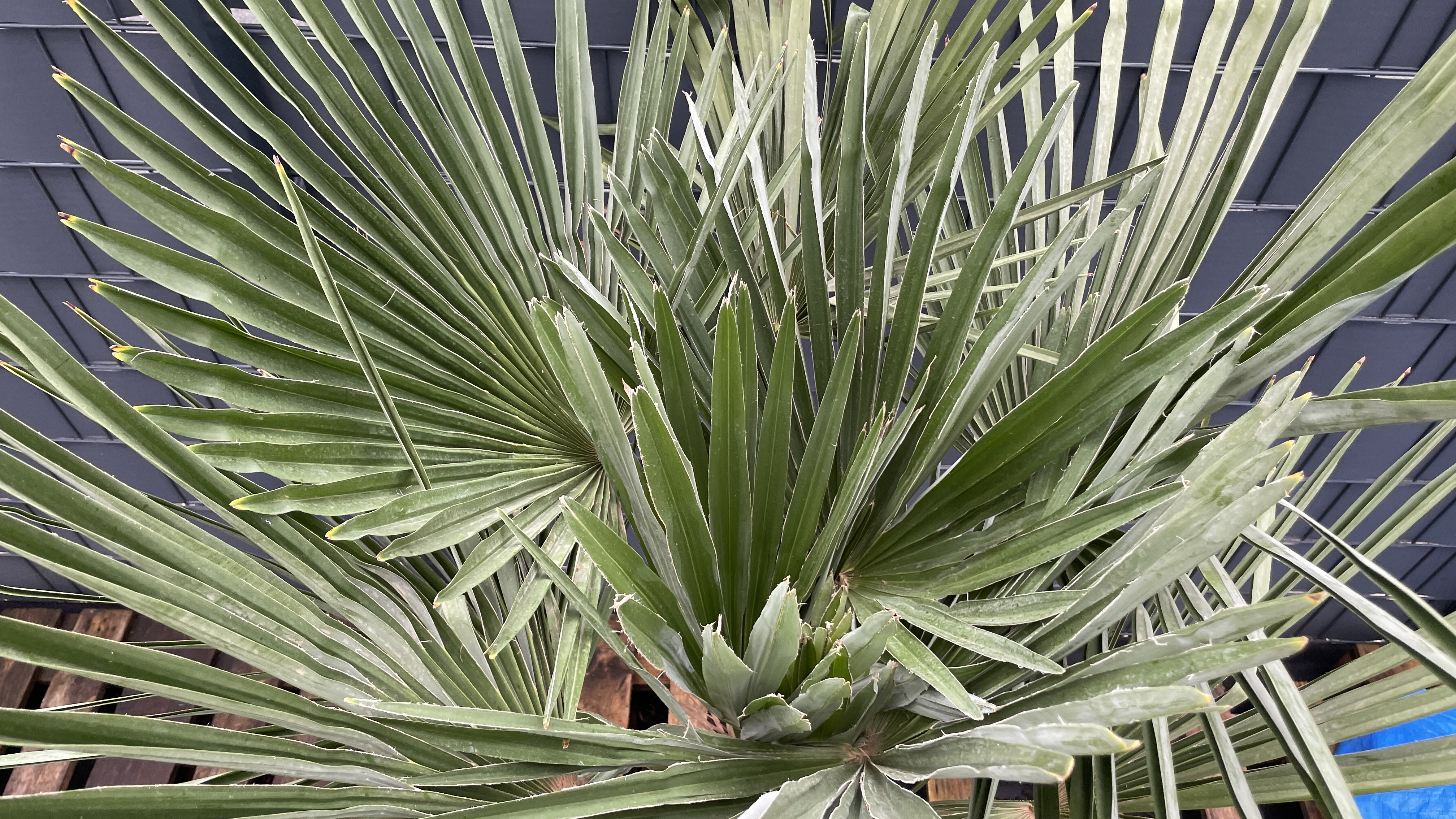 Trachycarpus fortunei Chinesische Hanfpalme 180-200cm