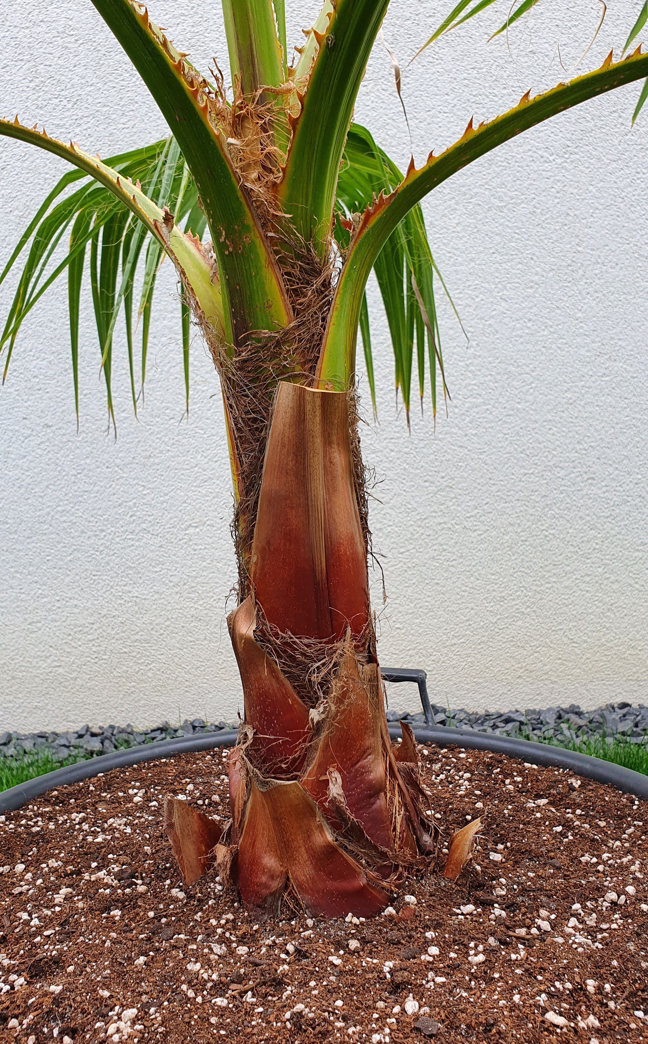 Washingtonia robusta Mexikanische Fächerpalme 110-130cm