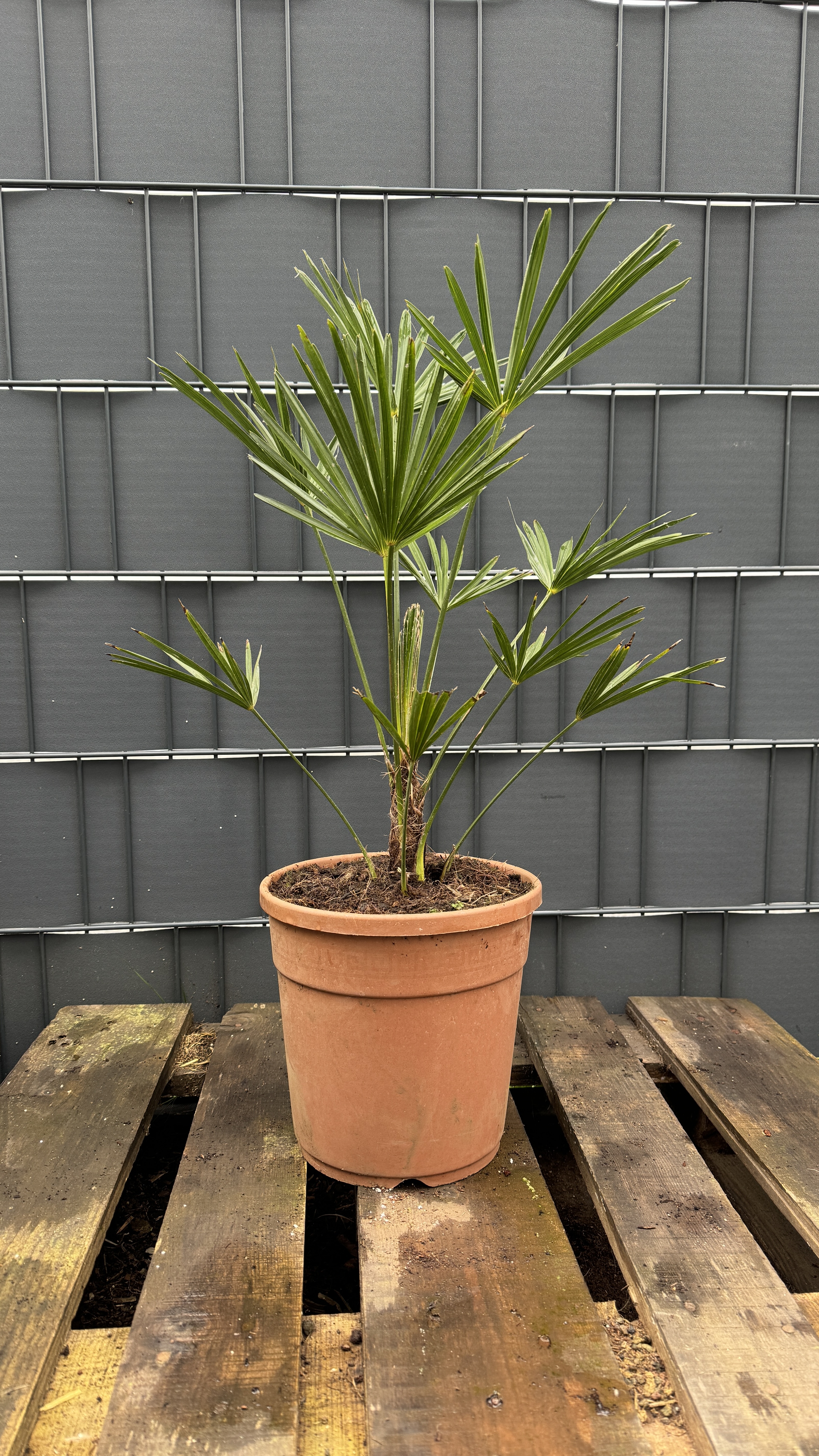 Trachycarpus wagnerianus - Wagners Hanfpalme 65-75cm