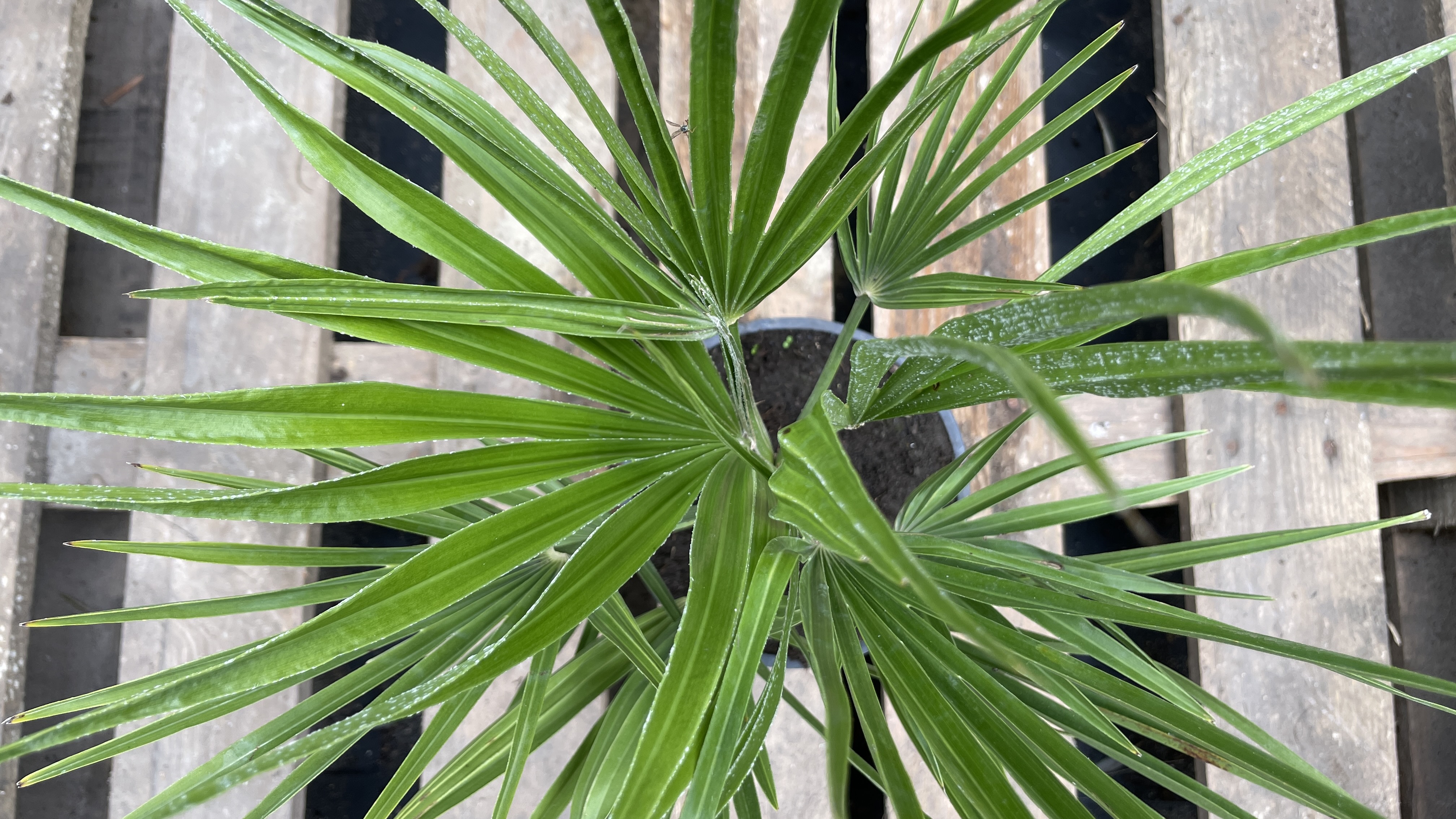 Chamaerops humilis - Zwergpalme 40-55cm