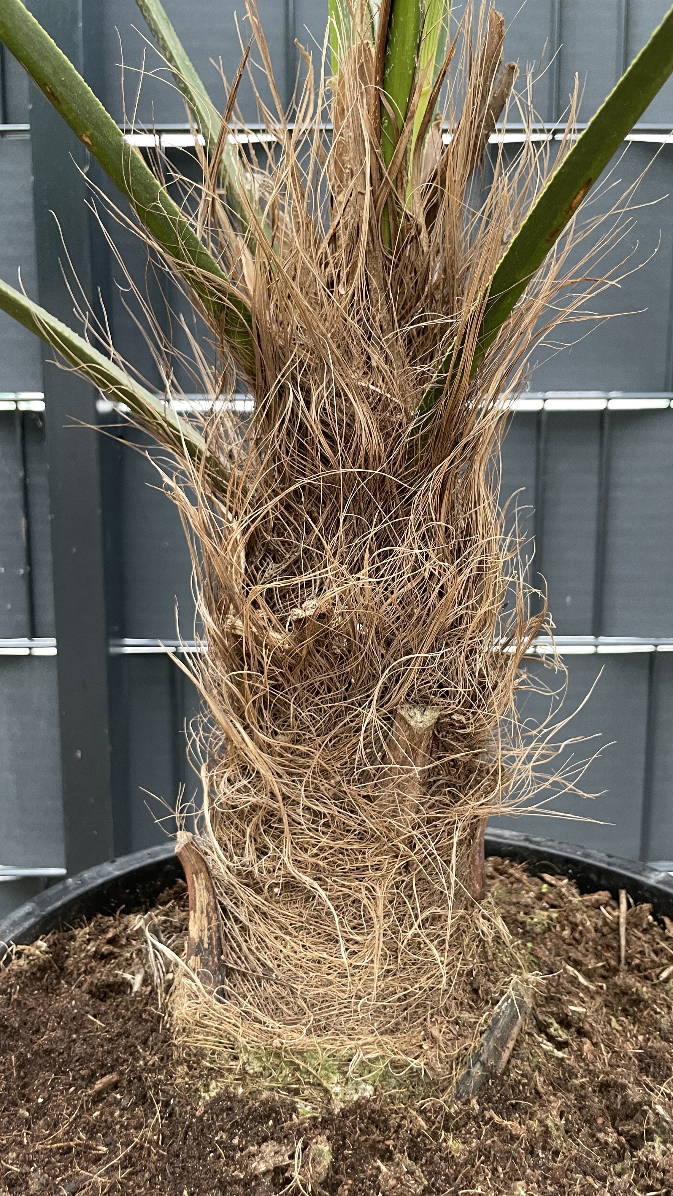 Trachycarpus wagnerianus - Wagners Hanfpalme 105cm