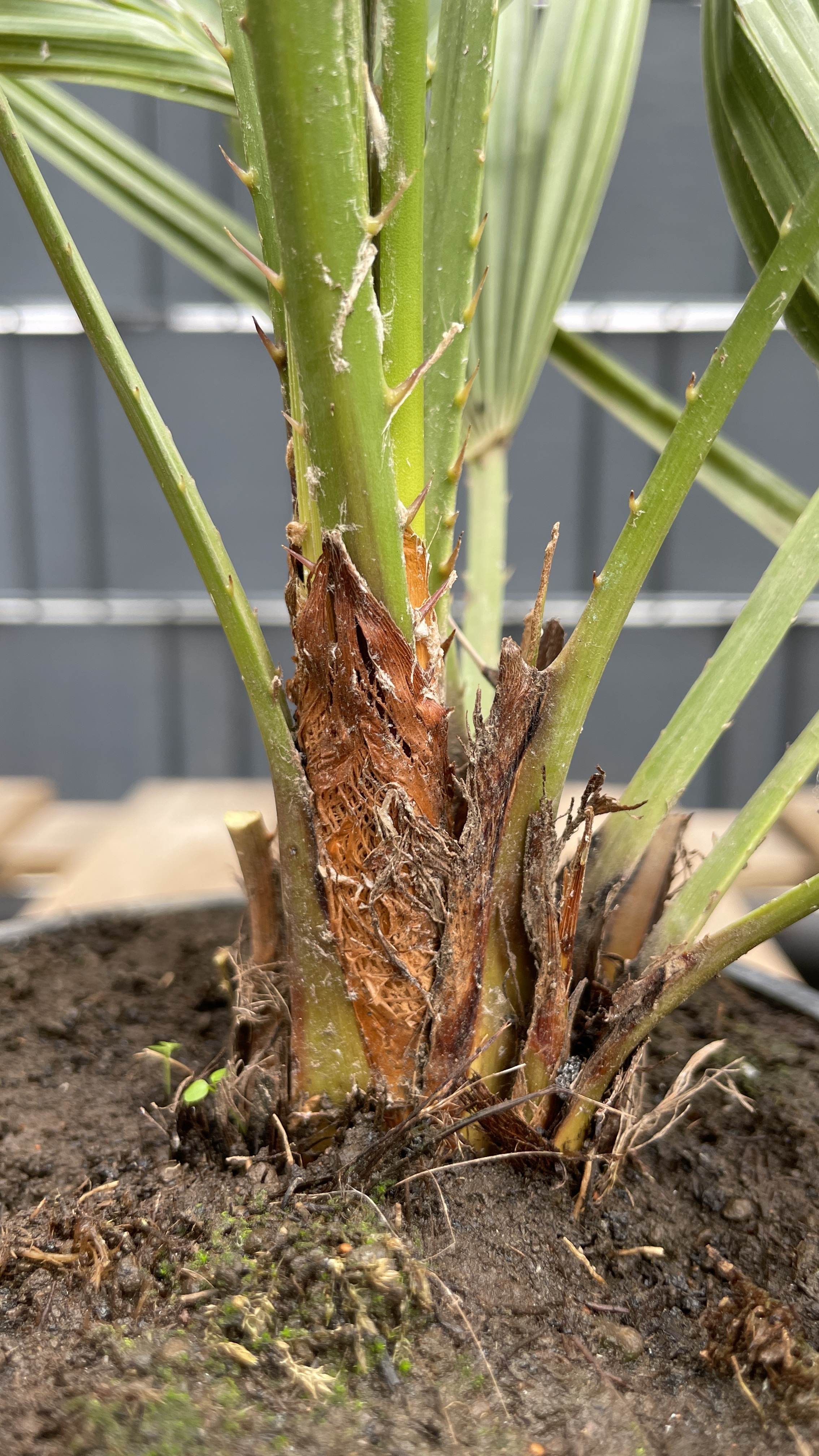 Chamaerops humilis - Zwergpalme 40-55cm